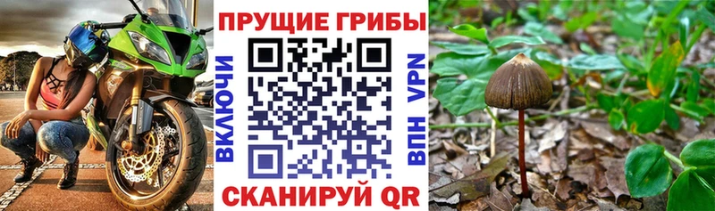 Галлюциногенные грибы Psilocybe  Нестеровская 